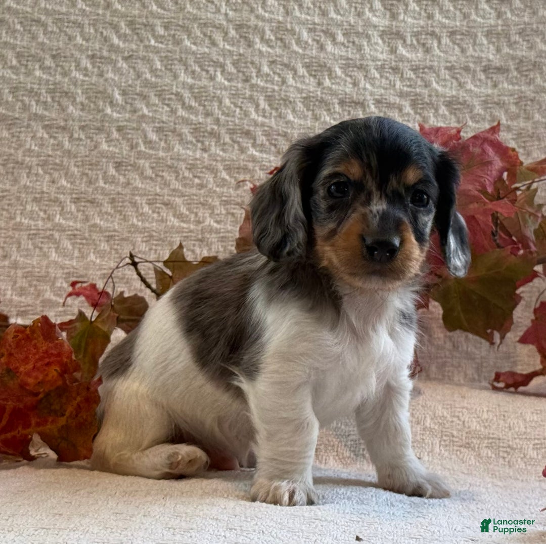 Miniature Dachshund dogs for sale: Mayes - Ad 2
