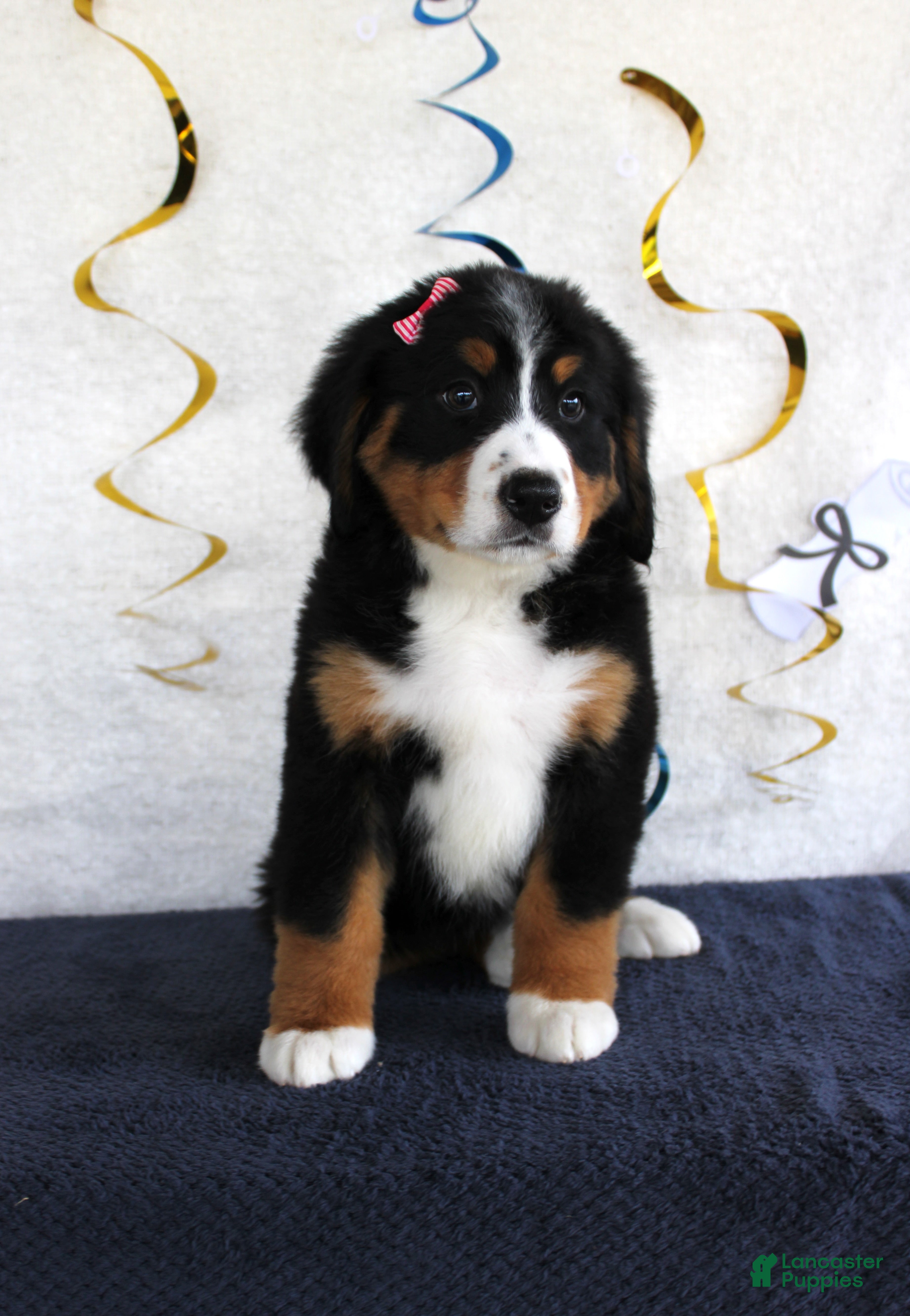 Bernese Mountain Dog dogs Madison - Ad 42