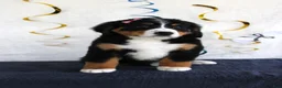 Bernese Mountain Dog dogs for sale: Madison - Ad 1