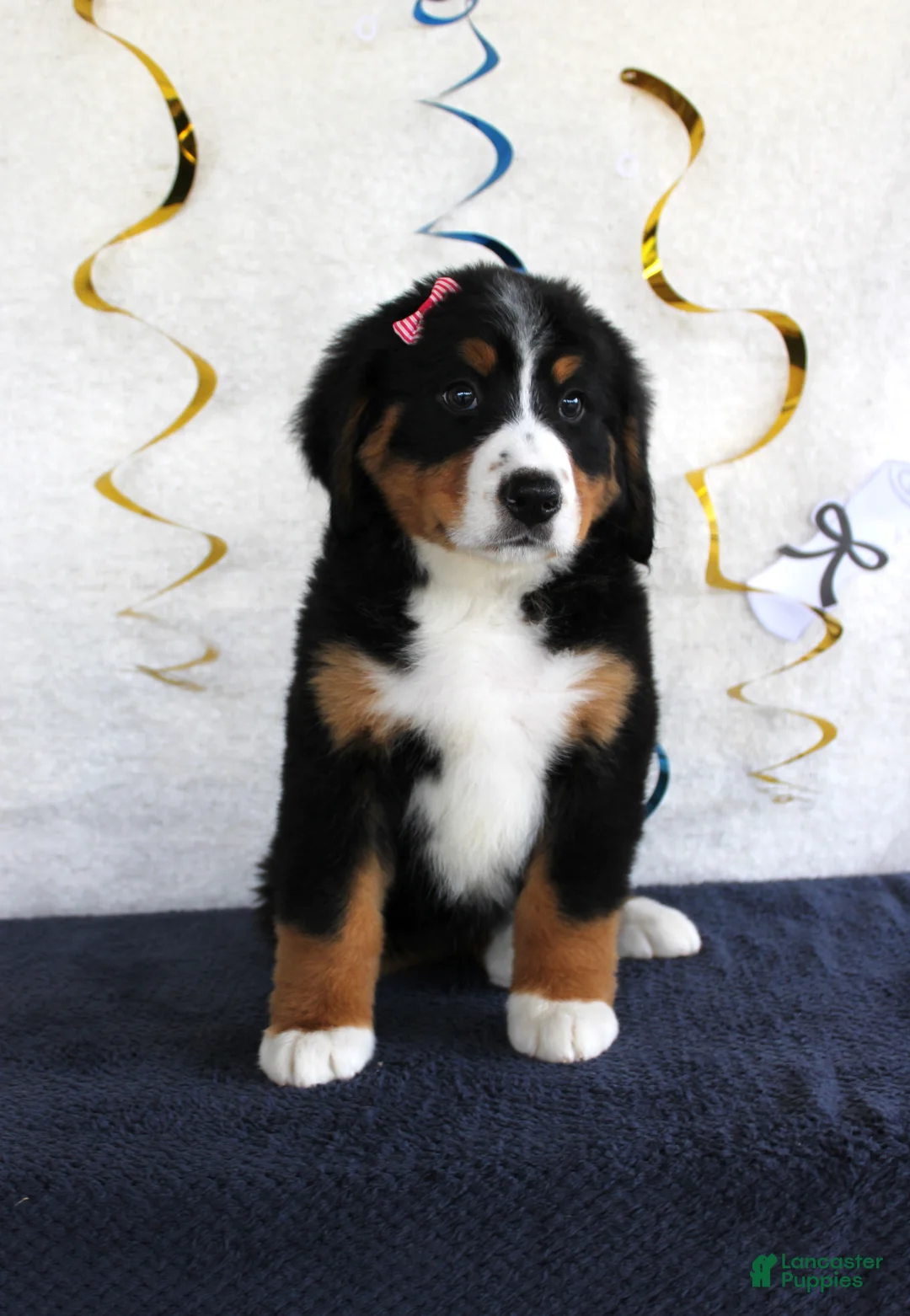 Bernese Mountain Dog dogs for sale: Madison - Ad 1