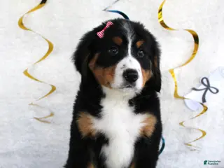 Bernese Mountain Dog dogs Madison - Ad 34