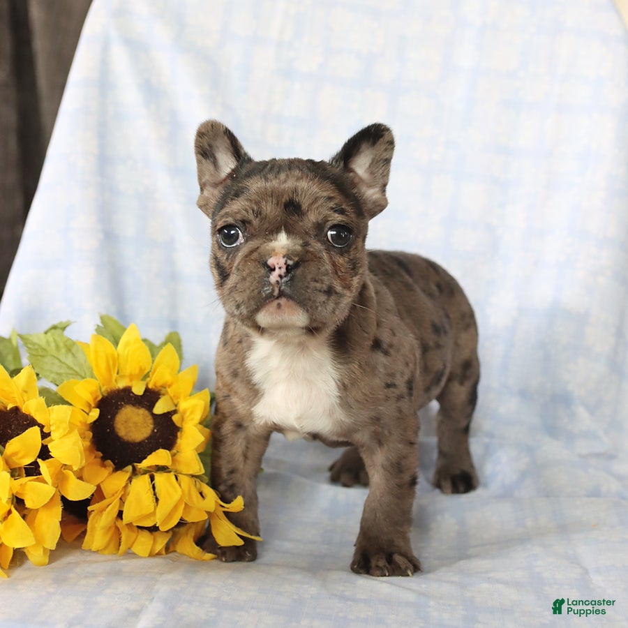 Frenchton dogs Louie - Ad 1
