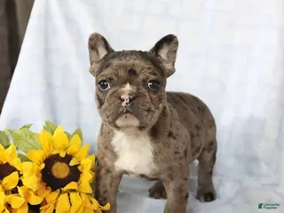 Frenchton dogs for sale: Louie - Ad 3