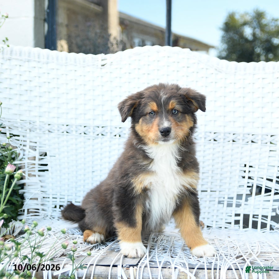 Australian Shepherd dogs Rain - Ad 1
