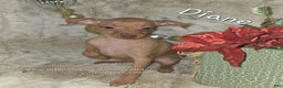Miniature Pinscher dogs for sale: Diane stag chocolate brindle  - Ad 1