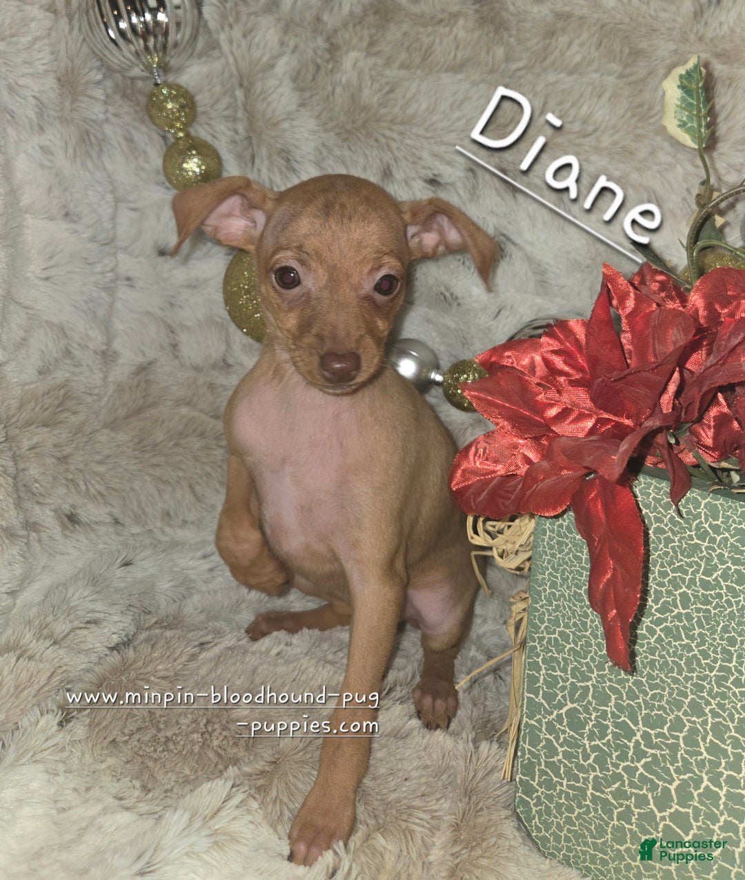 Miniature Pinscher dogs for sale: Diane stag chocolate brindle  - Ad 1