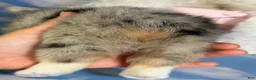 Welsh Corgi Pembroke dogs for sale: ACA Duncan natural bobtail Bluie and fully carrier triple clear - Ad 4