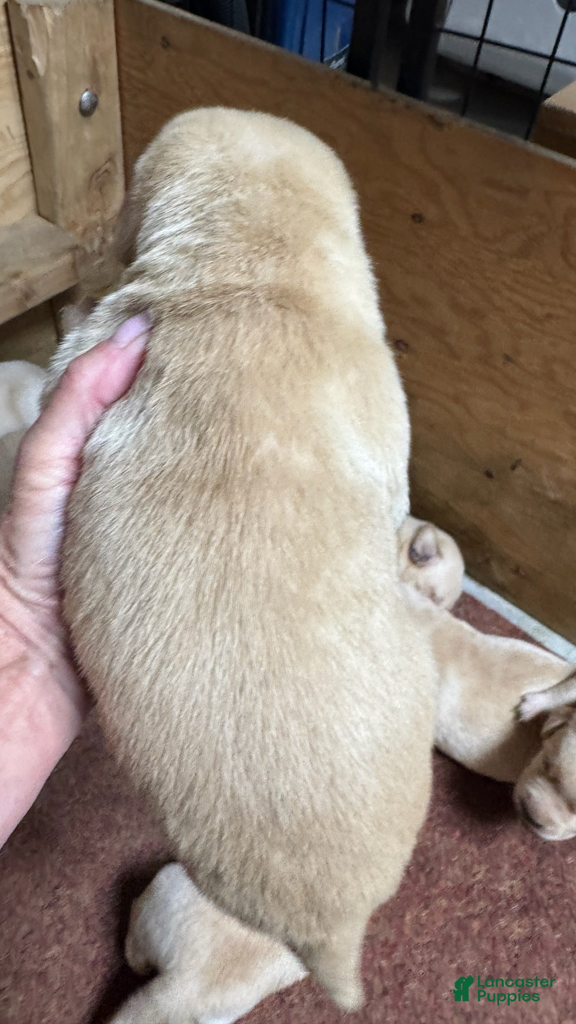 Labrador Retriever dogs Labrador Retriever 4 - Ad 2