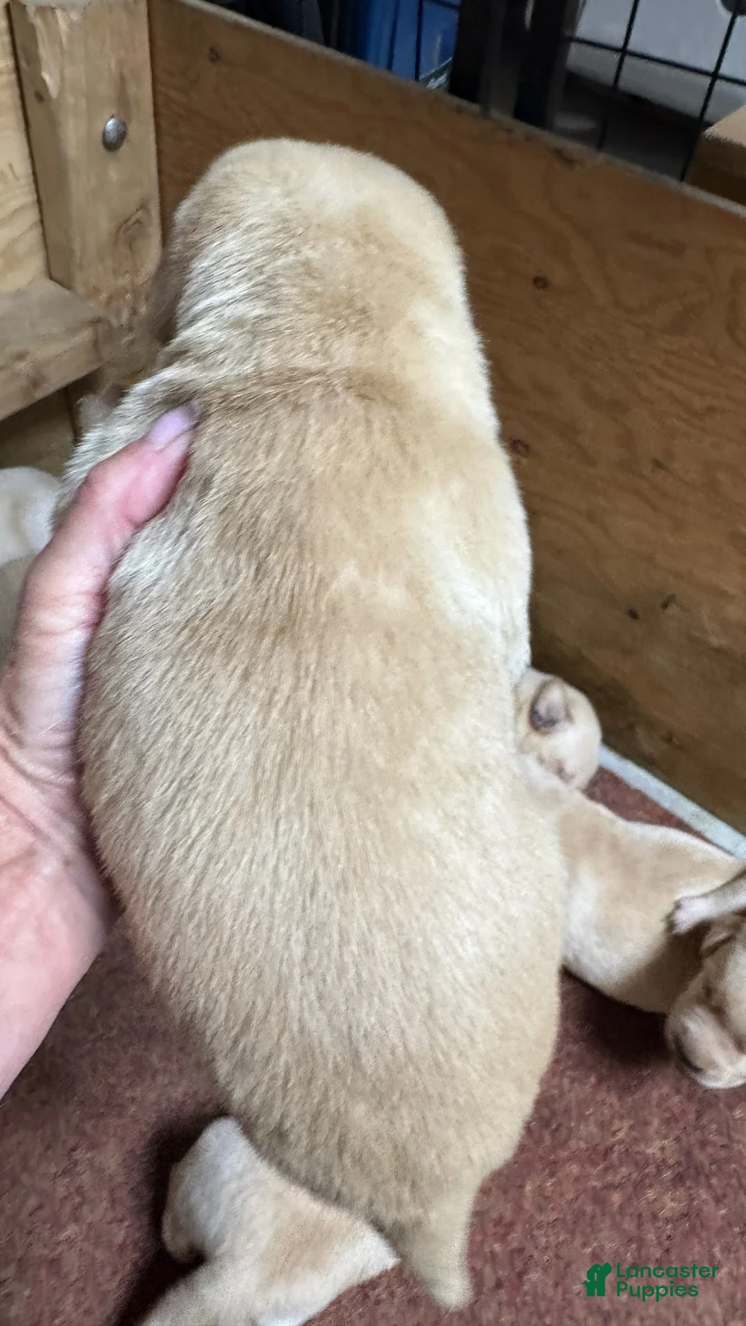 Labrador Retriever dogs for sale: Labrador Retriever 4 - Ad 2