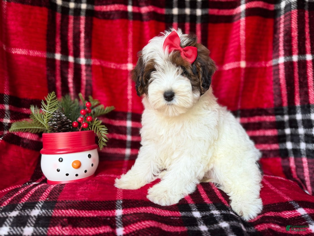 Yorkiepoo dogs for sale: Puddin - Ad 4