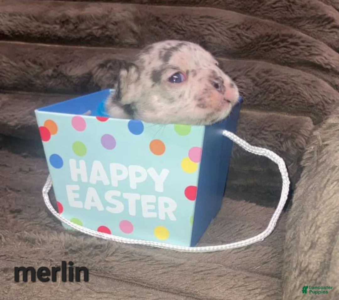 French Bulldog dogs for sale: Merlin - Ad 2