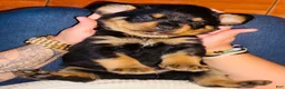 Rottweiler dogs for sale: Cash - Ad 2