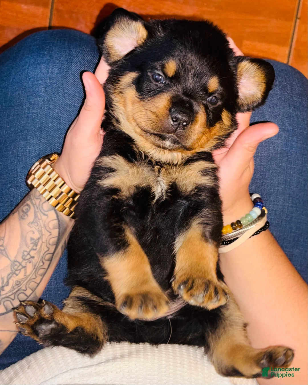 Rottweiler dogs for sale: Cash - Ad 2