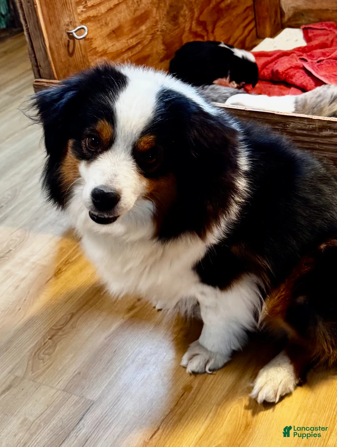 Miniature Australian Shepherd dogs for sale: Luna - Ad 2