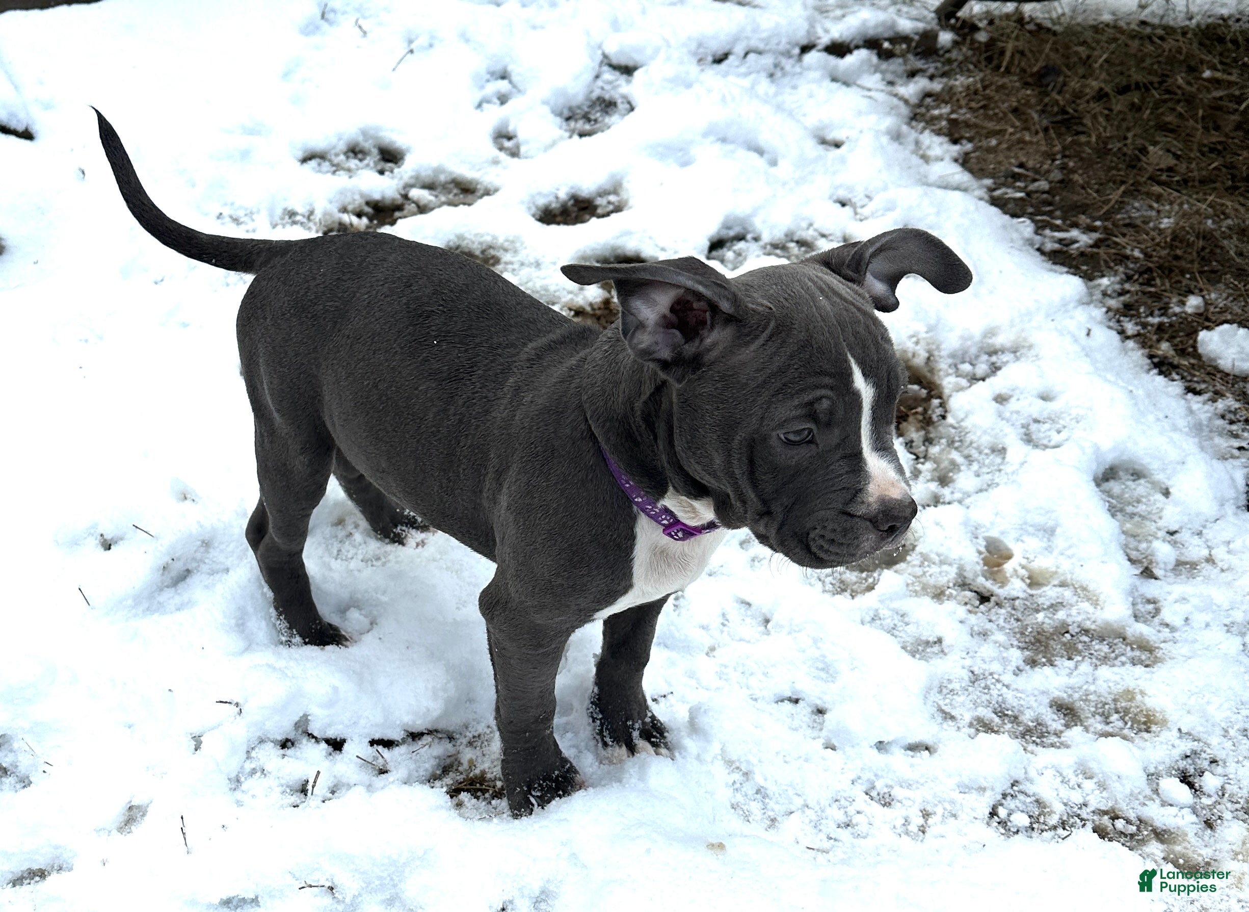 American Bully dogs Sadie (Purple) ABKC Blue - A Great Christmas Present!! - Ad 4