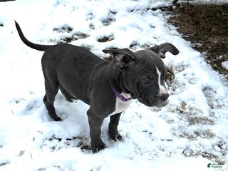 American Bully dogs Sadie (Purple) ABKC Blue - A Great Christmas Present!! - Ad 3