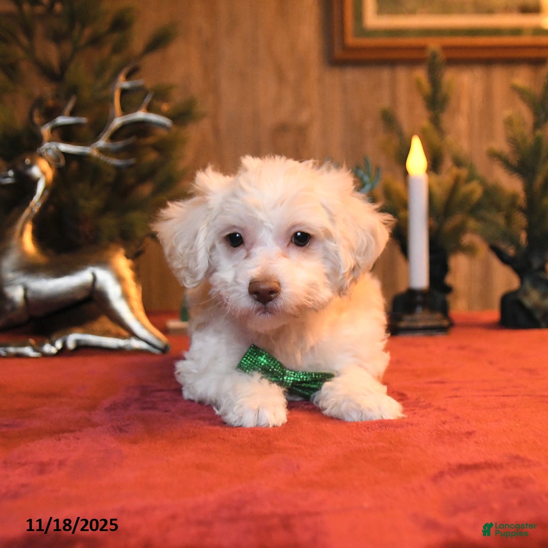 Schnoodle dogs for sale: Snowy  - Ad 2