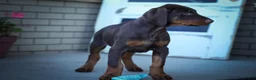 Doberman Pinscher dogs for sale: MASTER - Ad 9