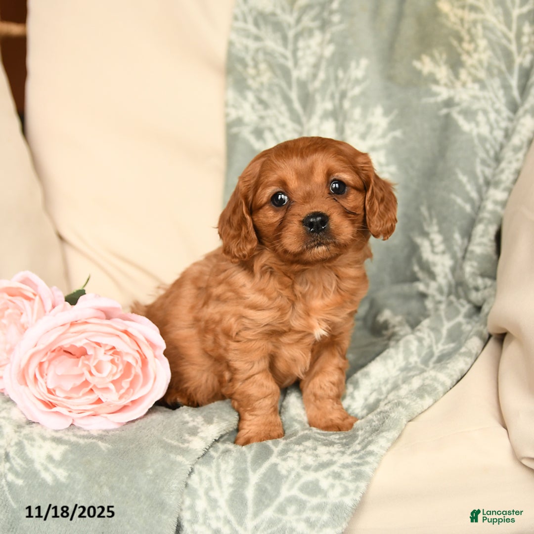 Cavapoo dogs for sale: Sophia - Ad 2