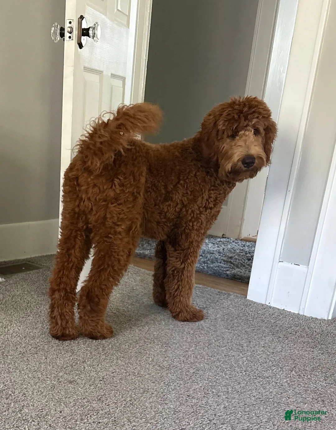 Goldendoodle dogs for sale: Ash - Ad 4