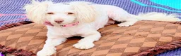 Maltipoo dogs for sale: Maltipoo Puppy 1 - Ad 7