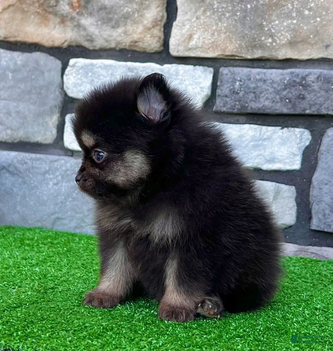 Pomeranian dogs for sale: Shadow - Ad 1