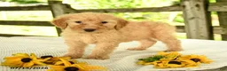 Mini Goldendoodle dogs for sale: Trudy - Ad 6
