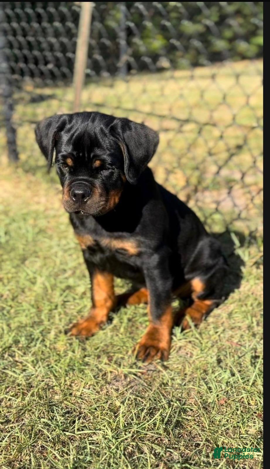 Rottweiler dogs for sale: Rottweiler Puppy 1 - Ad 1