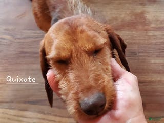 Dachshund dogs Dachshund Puppy 1 - Ad 29