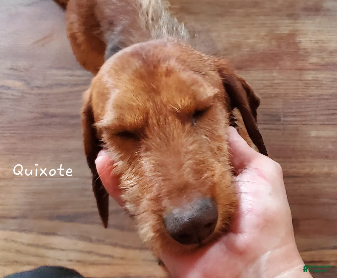 Dachshund dogs for sale: Dachshund Puppy 1 - Ad 1