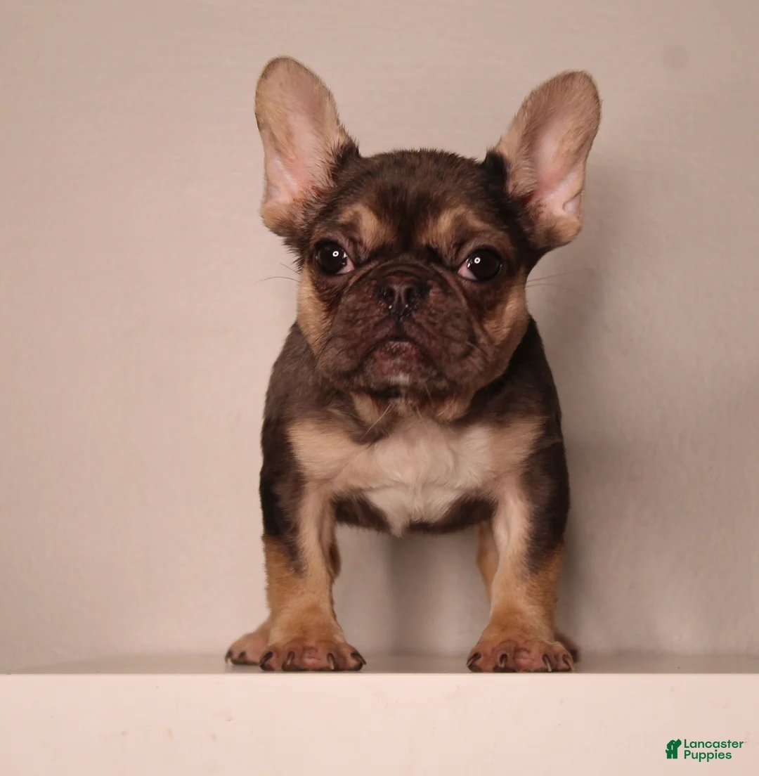 French Bulldog dogs for sale: Barbie  - Ad 5