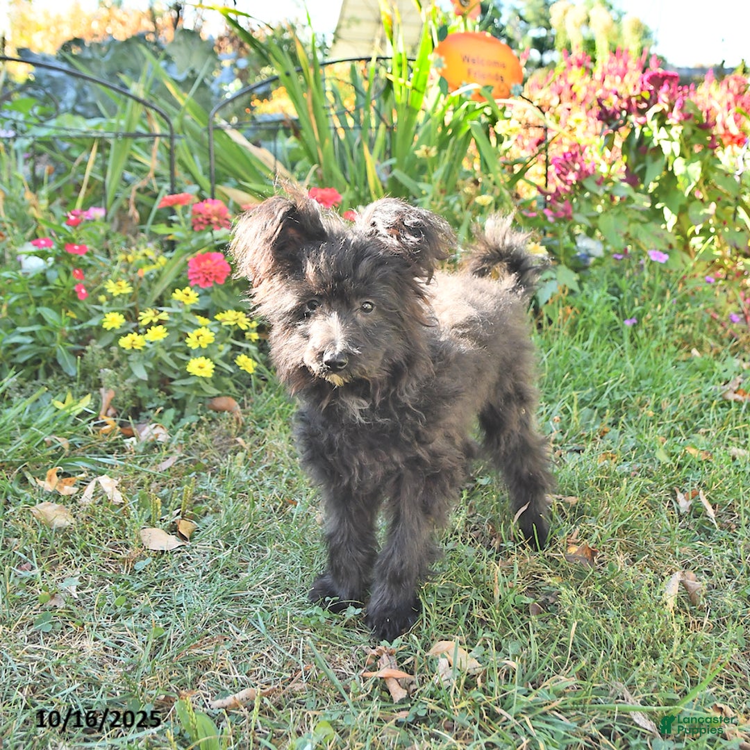 Pomapoo dogs for sale: Lil Scottie - Ad 5