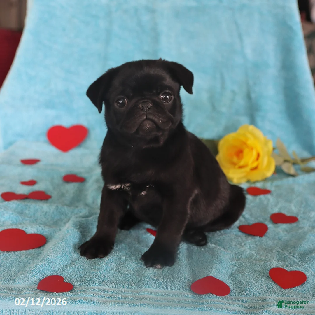 Pug dogs for sale: George - Ad 3