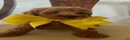 Miniature Poodle dogs for sale: Miniature Poodle 5 - Ad 2