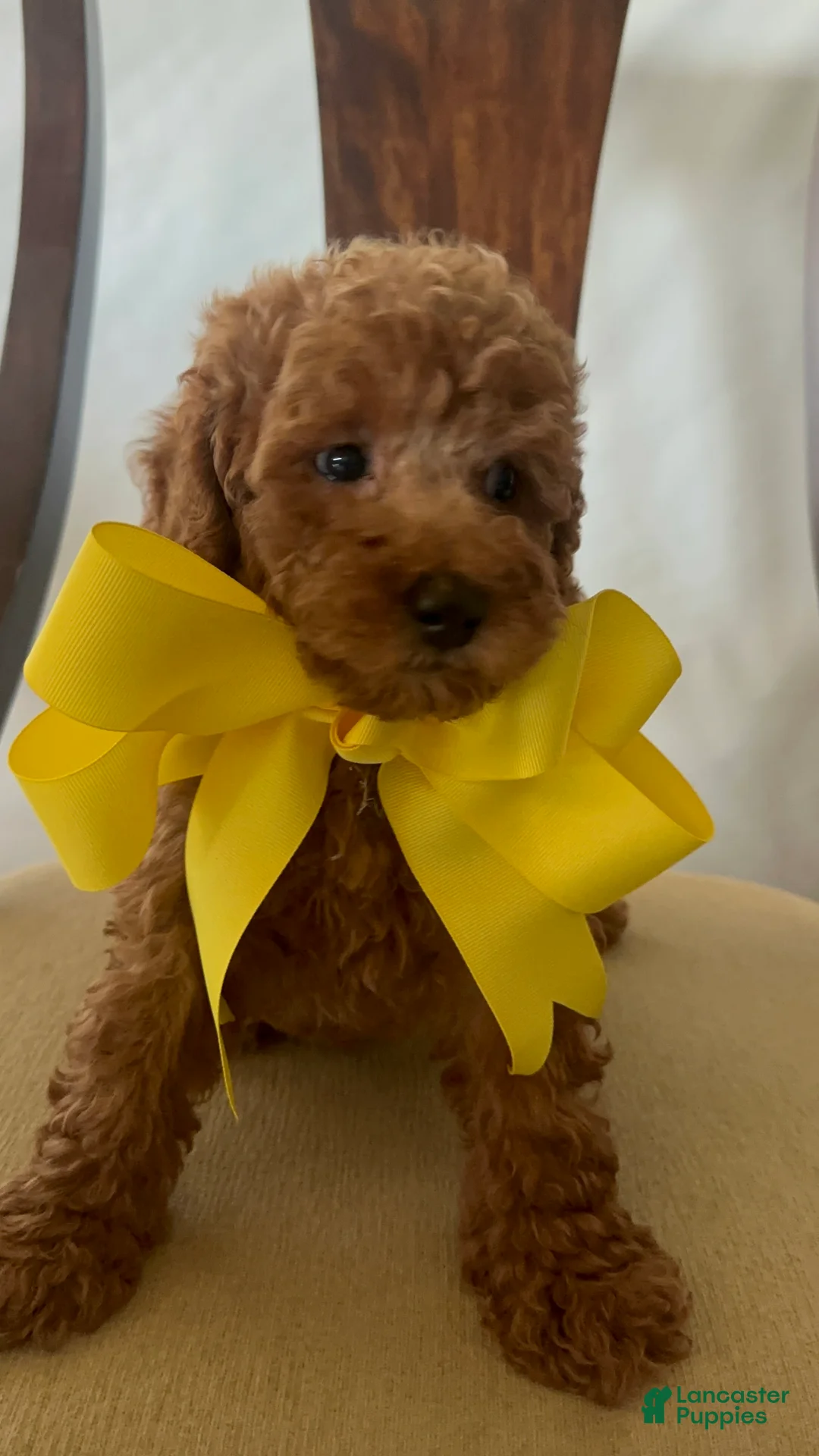 Miniature Poodle dogs for sale: Miniature Poodle 5 - Ad 2