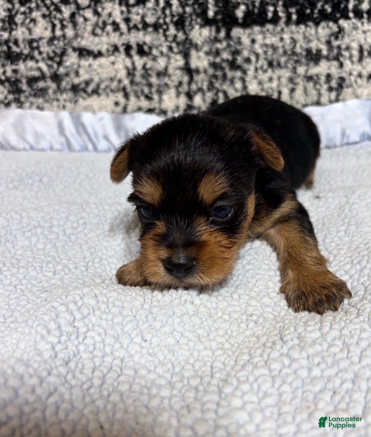 Yorkshire Terrier dogs Yorkshire Terrier 2 - Ad 1
