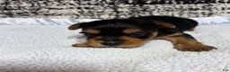 Yorkshire Terrier dogs for sale: Yorkshire Terrier 2 - Ad 1