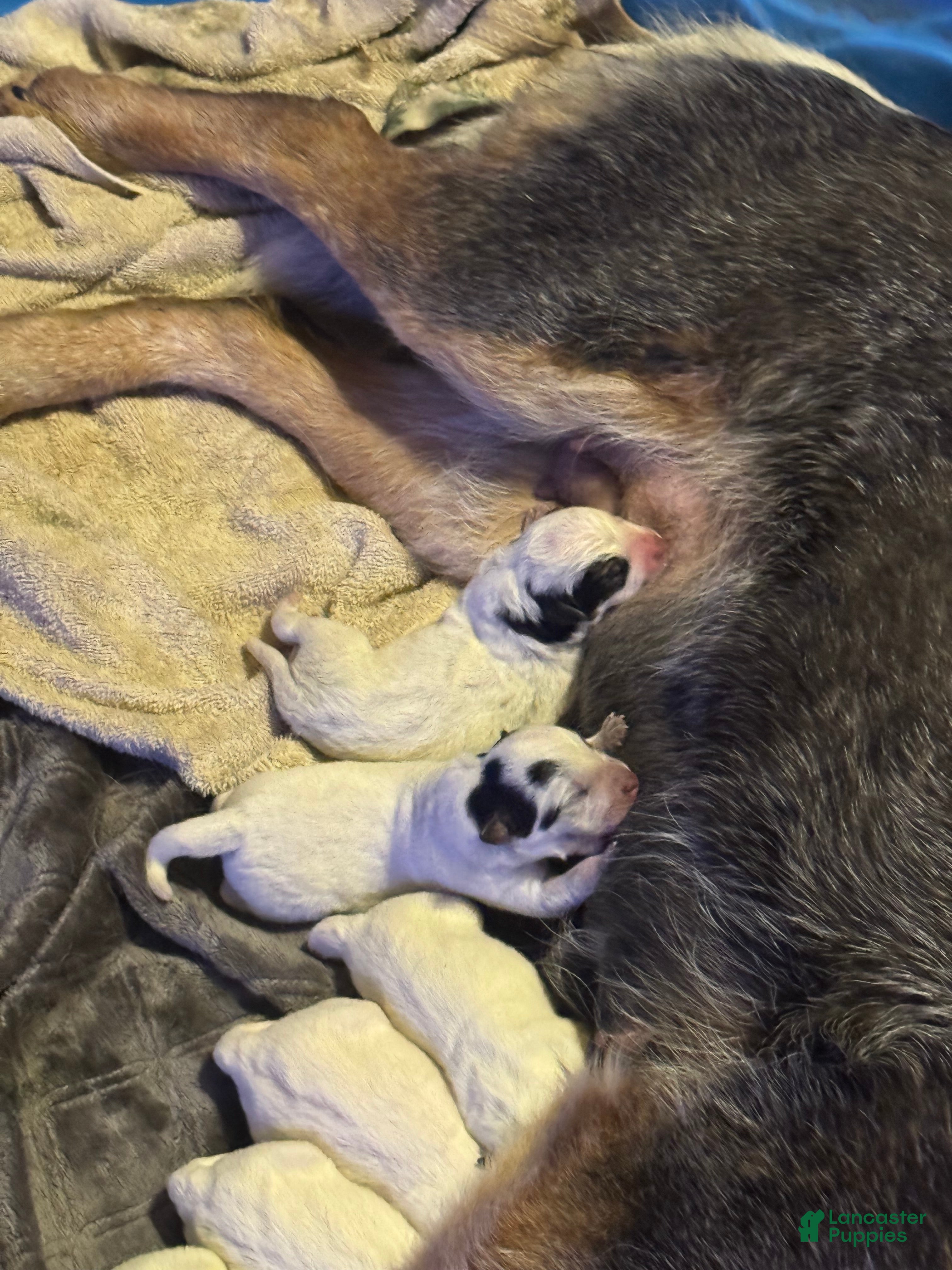 Australian Cattle Dog dogs Australian Cattle Dog Puppy 6 - Ad 38