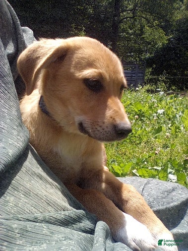 Mixed Breed dogs Ashley - Ad 2