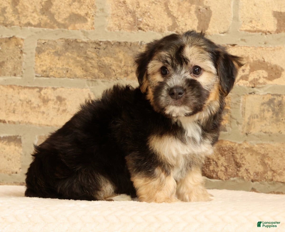 Yochon dogs Stella - Ad 2