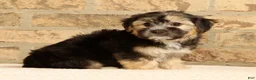 Yochon dogs for sale: Stella - Ad 2