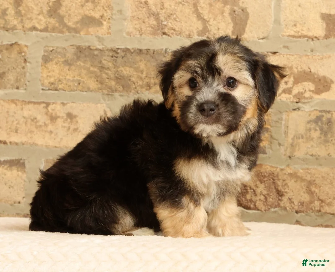 Yochon dogs for sale: Stella - Ad 2