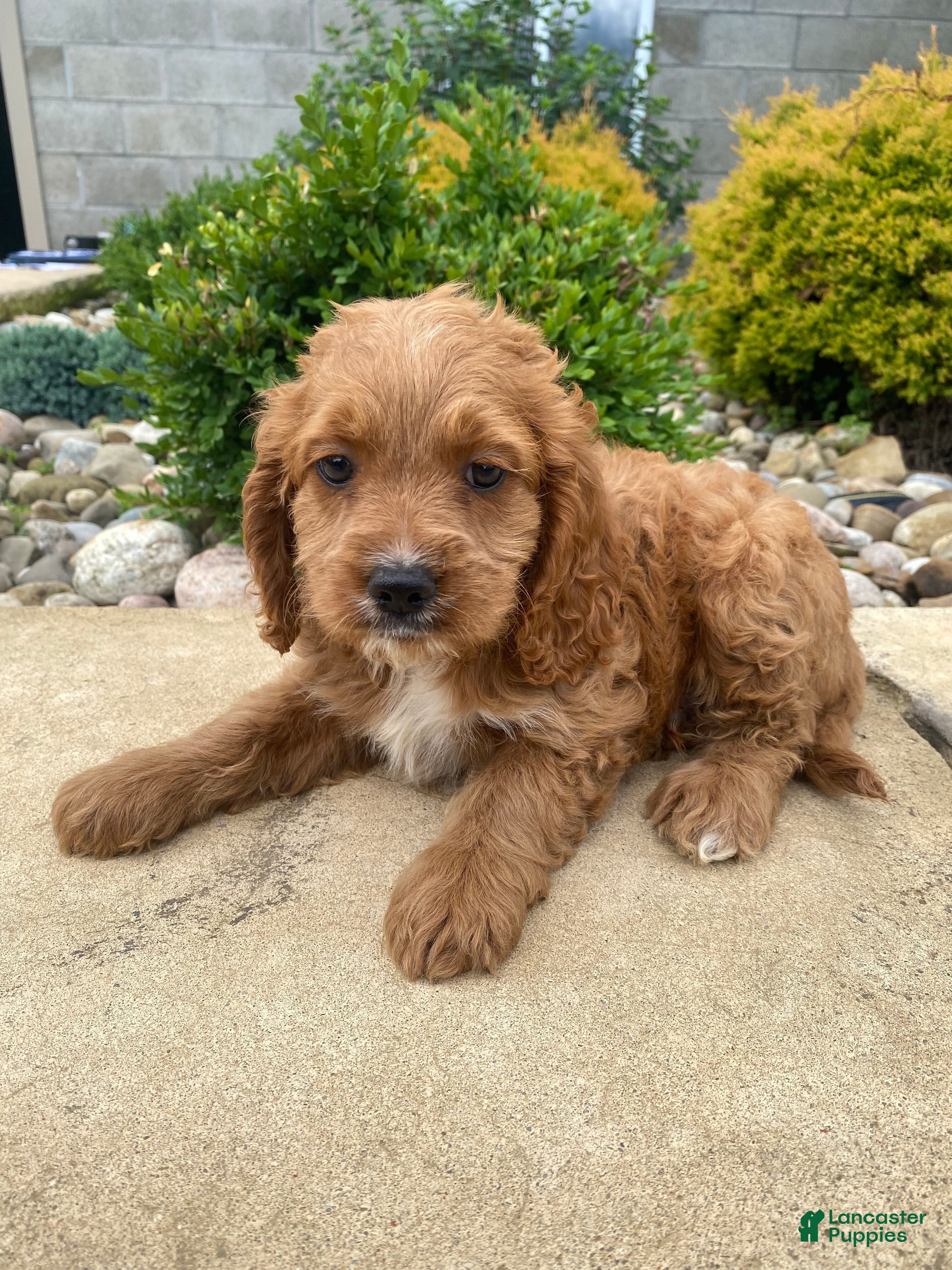 Cockapoo dogs Cash - Ad 1