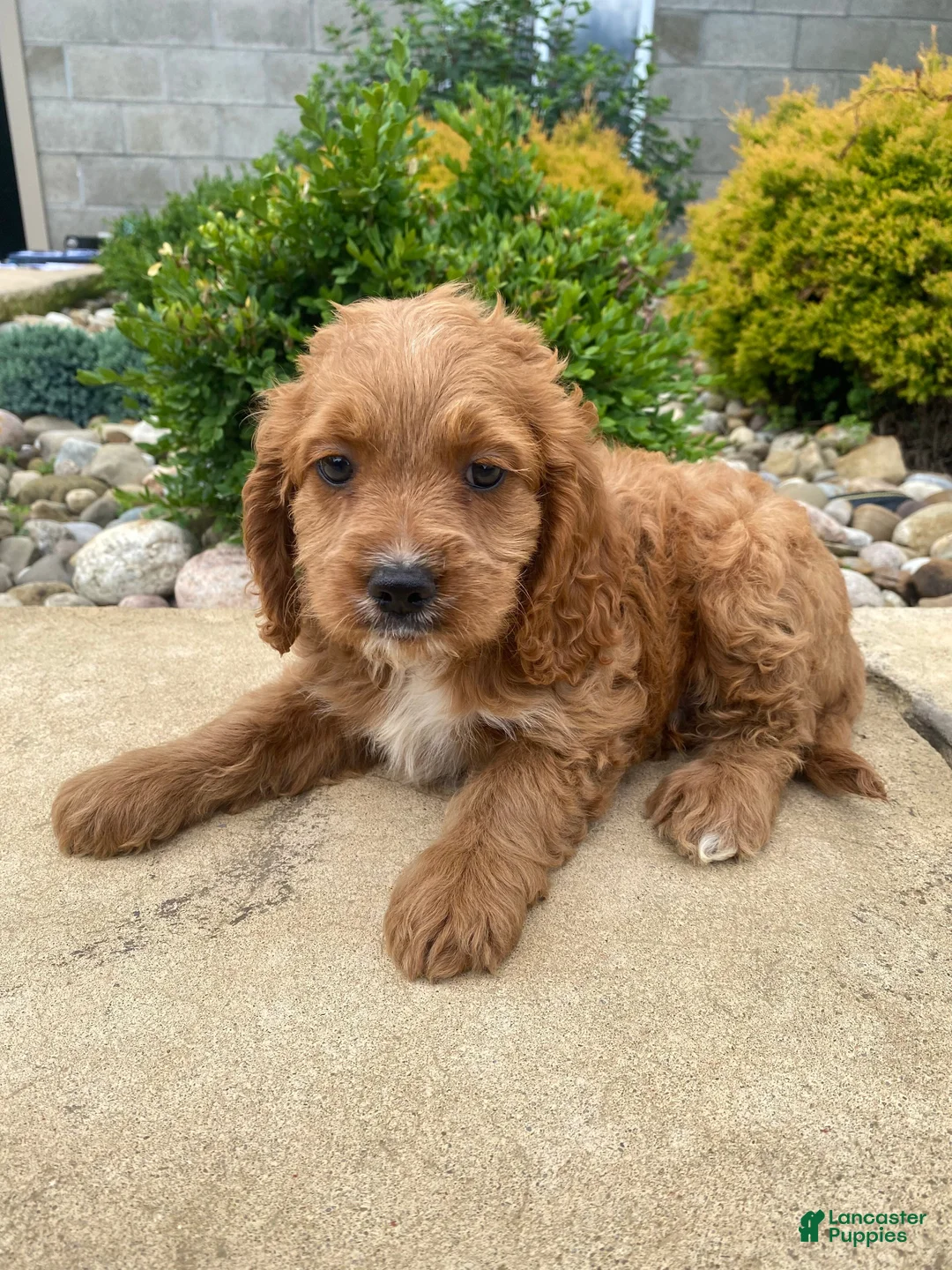Cockapoo dogs for sale: Cash - Ad 1