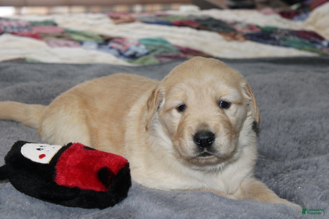 Golden Retriever dogs for sale: Freddie - Ad 2