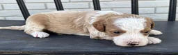 Mini Goldendoodle dogs for sale: Edam - Ad 1