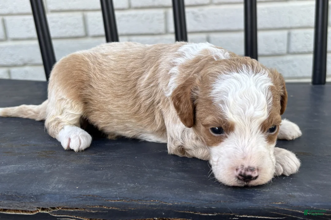Mini Goldendoodle dogs for sale: Edam - Ad 1