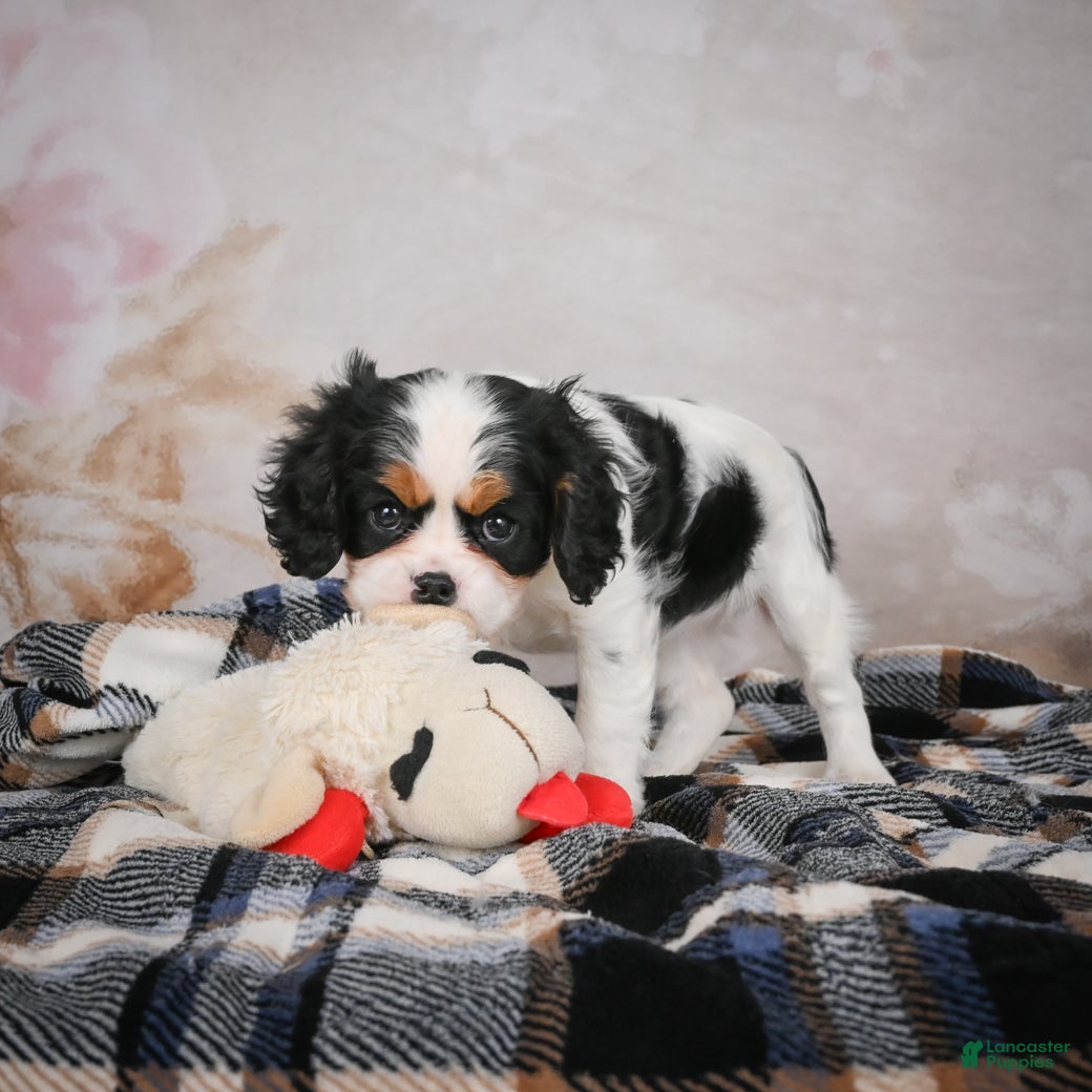 Cavalier King Charles Spaniel dogs Maggie - Ad 2