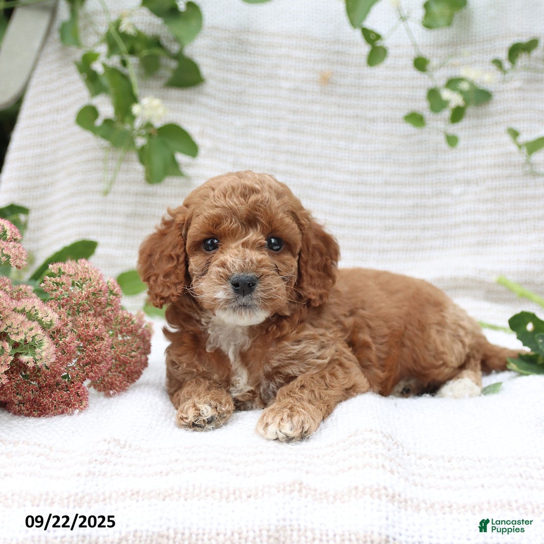 Cockapoo dogs for sale: Curtis - Ad 16