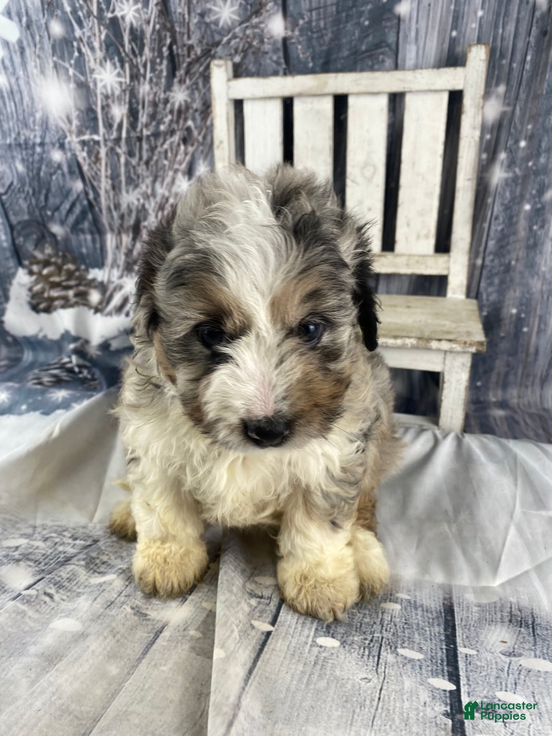 Mini Aussiedoodle dogs for sale: Ivy - Ad 2